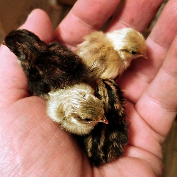 🐓🐿️🐦🦆🐑Meet your Posher, Tawnya🐄🐷🦊🐱🐕🐇🐴 - Picture 14 of 14